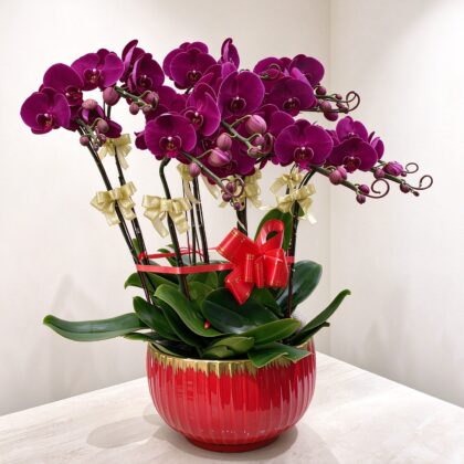 10菖蘭花