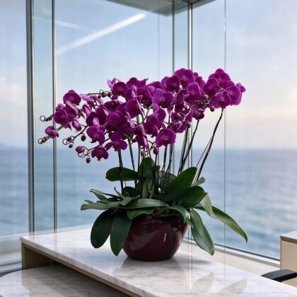 12菖蘭花