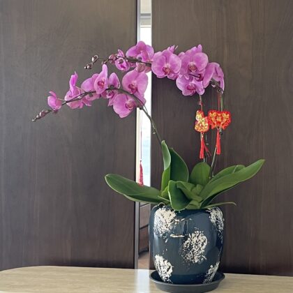 3菖蘭花