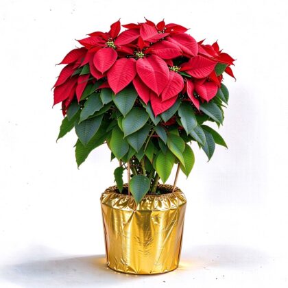 聖誕花